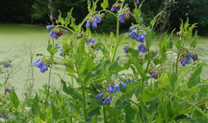 Растение окопник