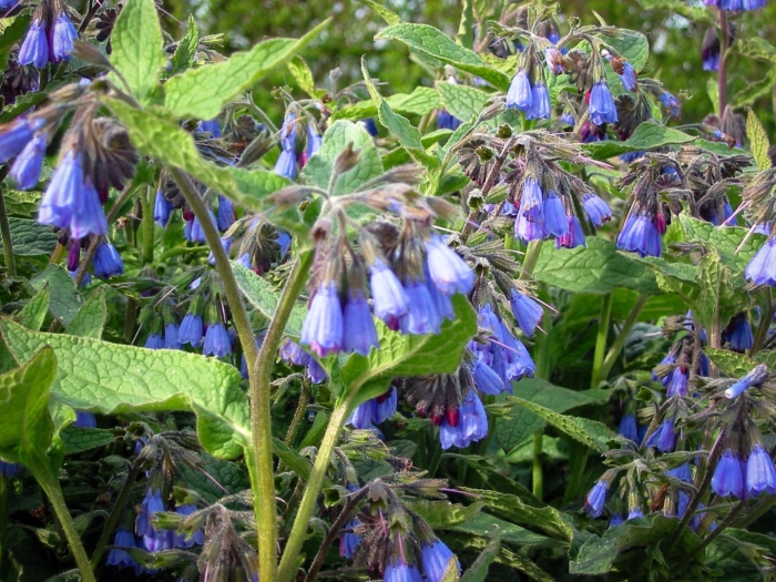 Окопник symphytum