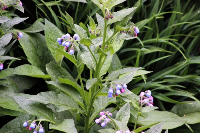 Окопник лазоревый