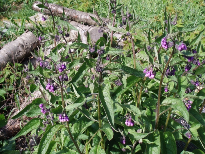 Окопник фиолетовый