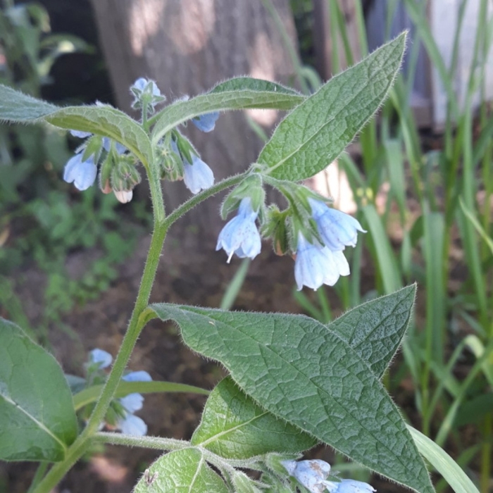 Окопник огуречная трава