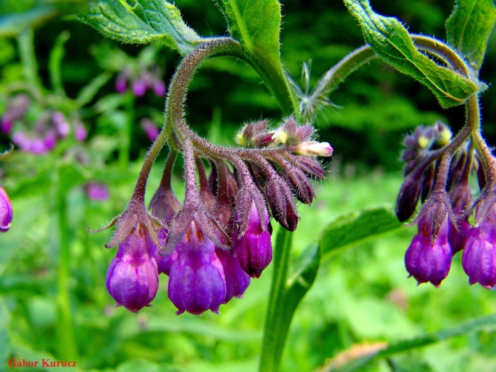 Symphytum officinale