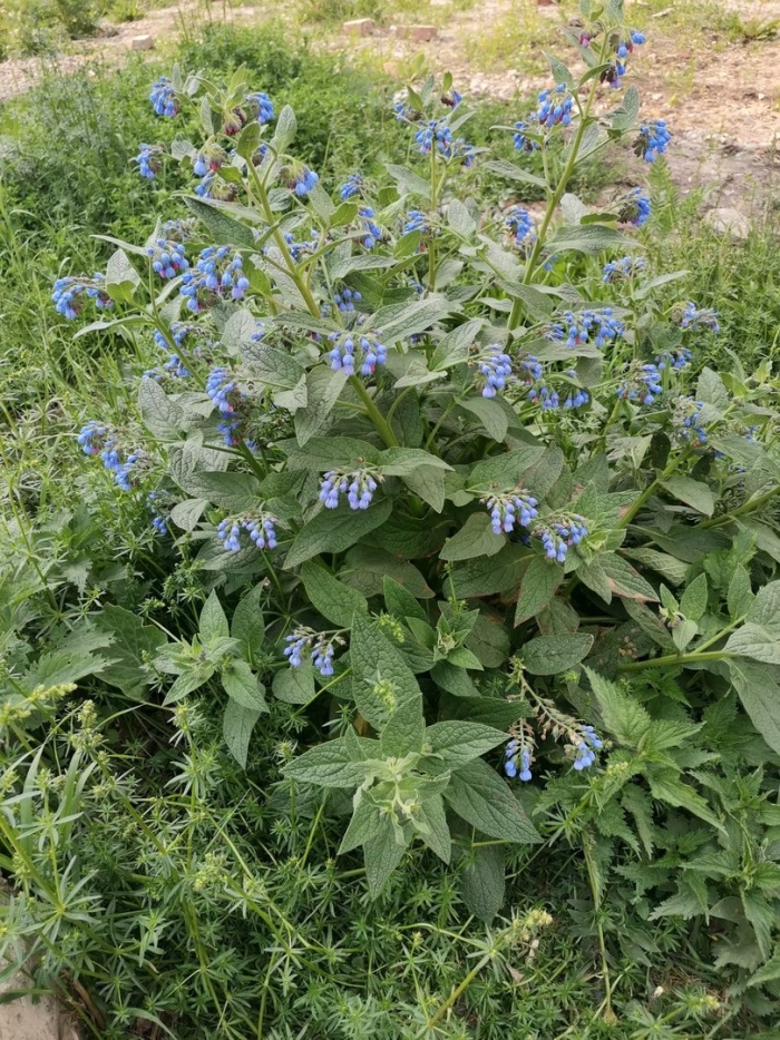 Окопник кавказский