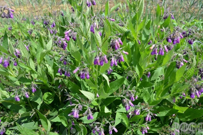 Symphytum officinale