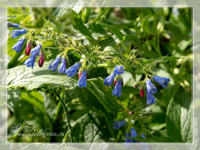 Окопник медуница