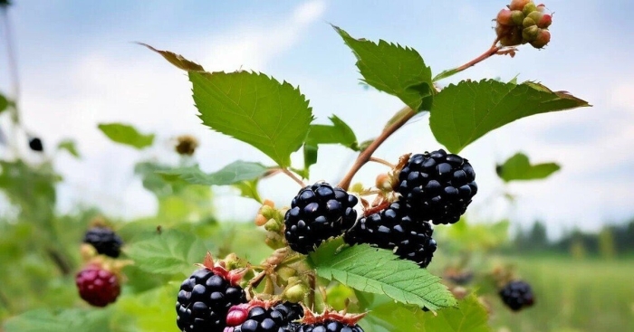 Ежевика куст