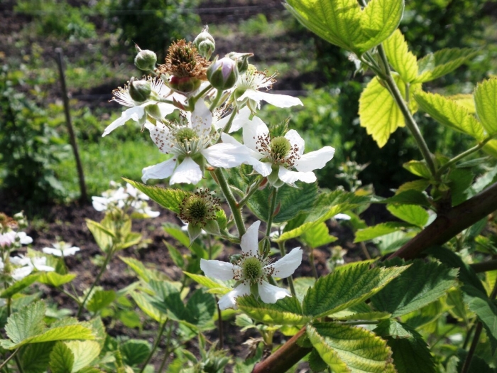 Ежевика цветет