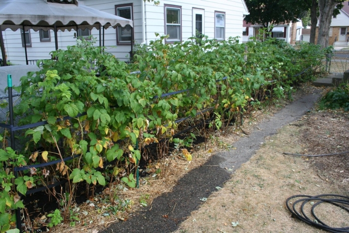 Грядка для малины