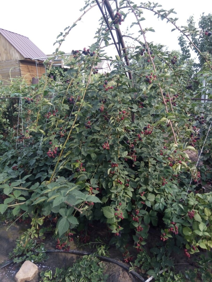 Ежевика бесшипная торнфри