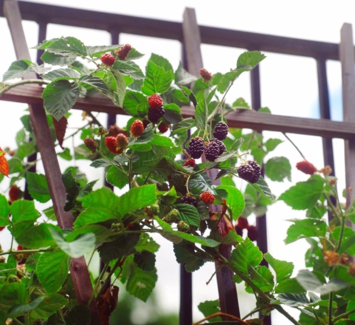 Ежевика садовая куст