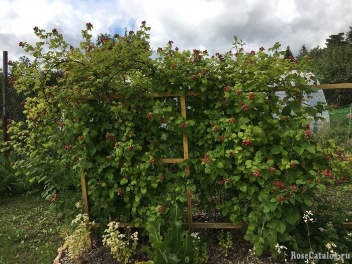 Ежевика дарроу куст