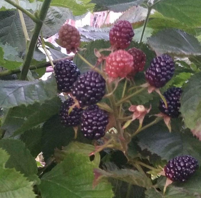 Ежевика честер торнлесс