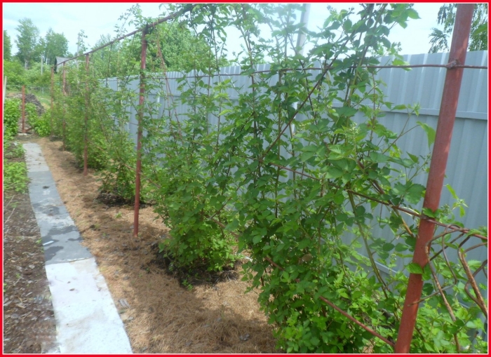 Ежевика бжезина куст