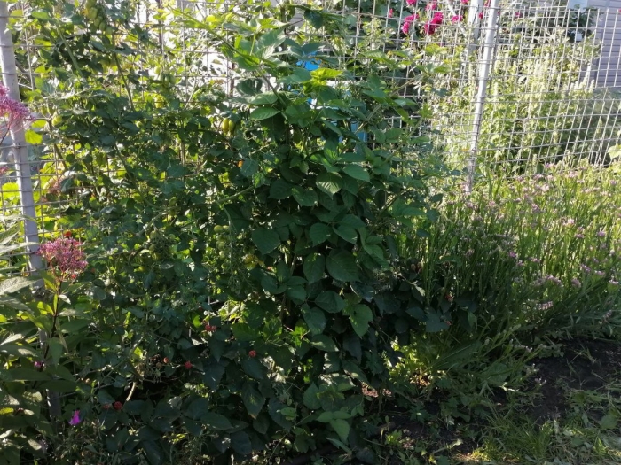 Ежевика кустистая кустарники