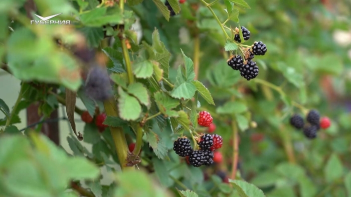 Куст ежевика