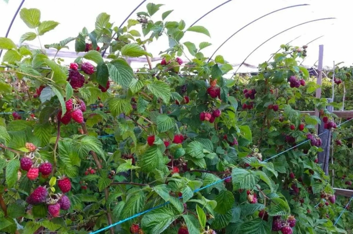 Малина бригантина ремонтантная