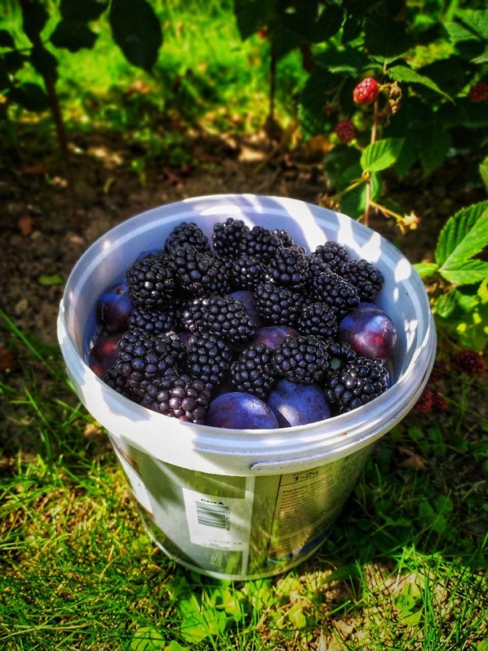 Ежевика на даче