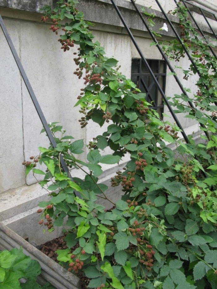 Ежевика плетистая