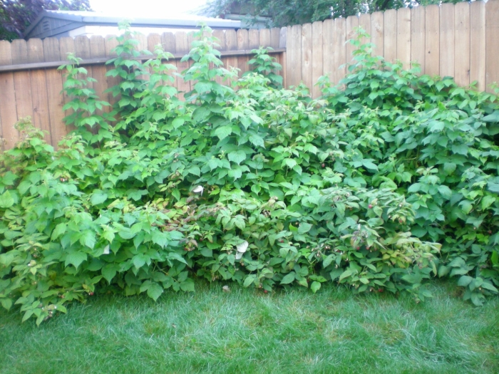 Ежевика торнфри куст