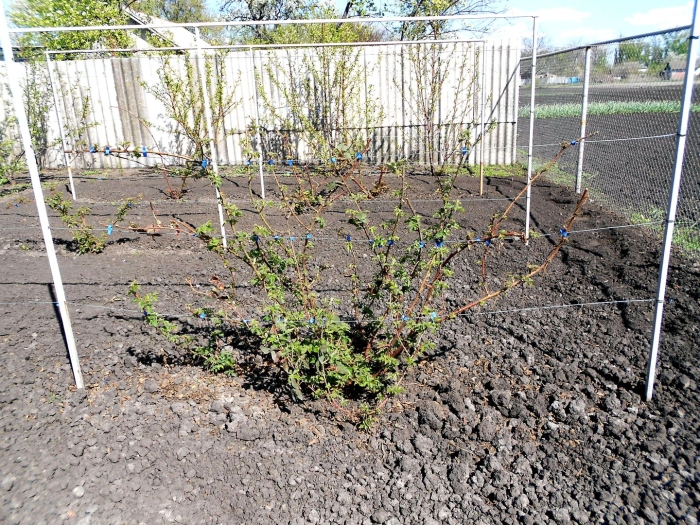 Шпалерная формировка крыжовника