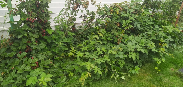 Ежевика лох мари