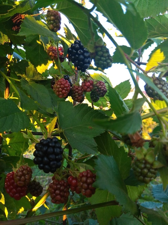 Ежевика в таджикистане