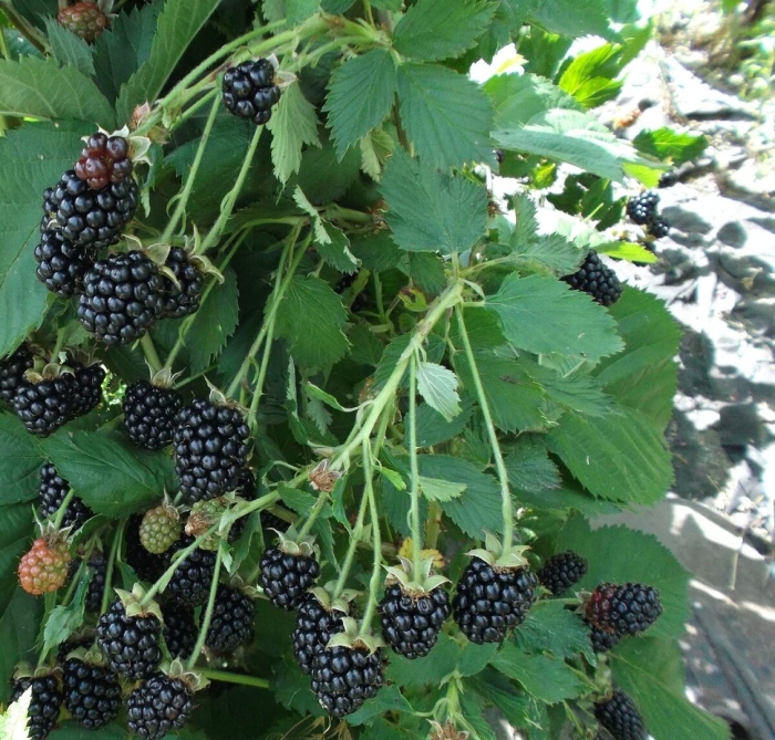 Ежевика вязолистная