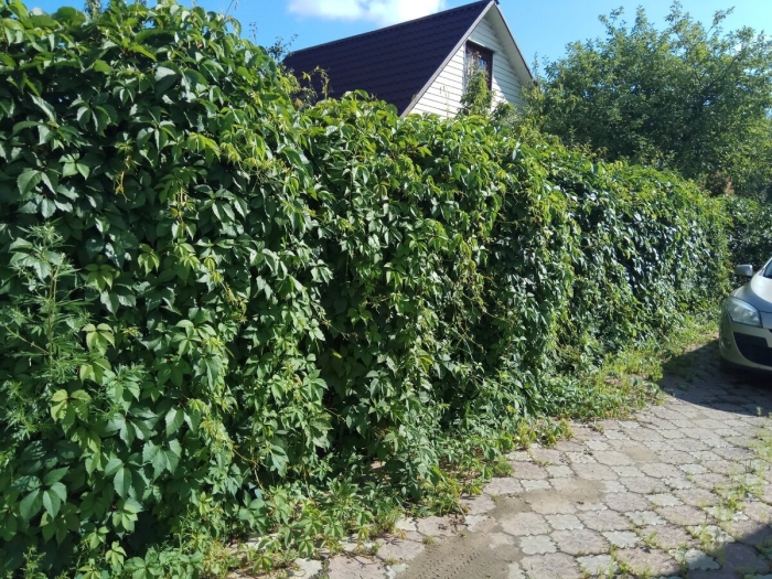 Актинидия изгородь