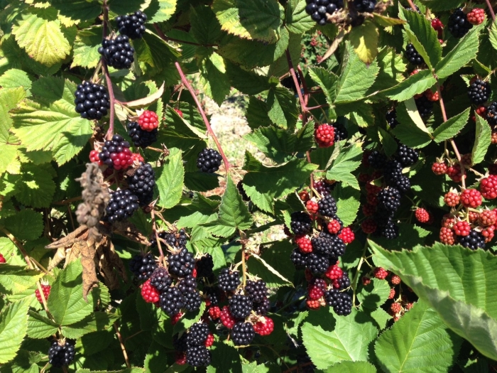 Ежевика дирксен торнлесс