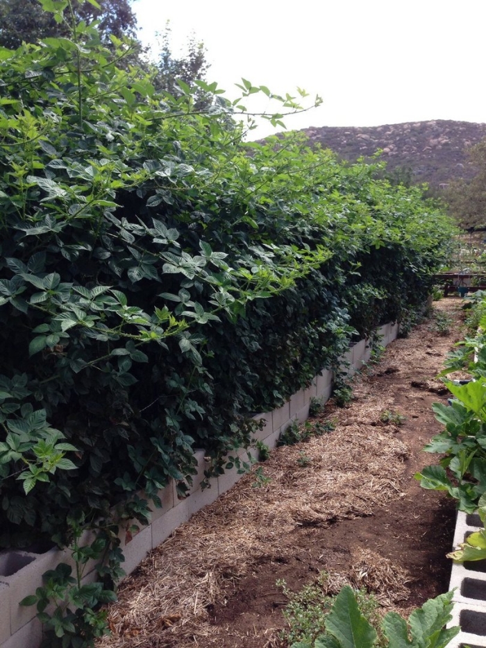 Живая изгородь виноград