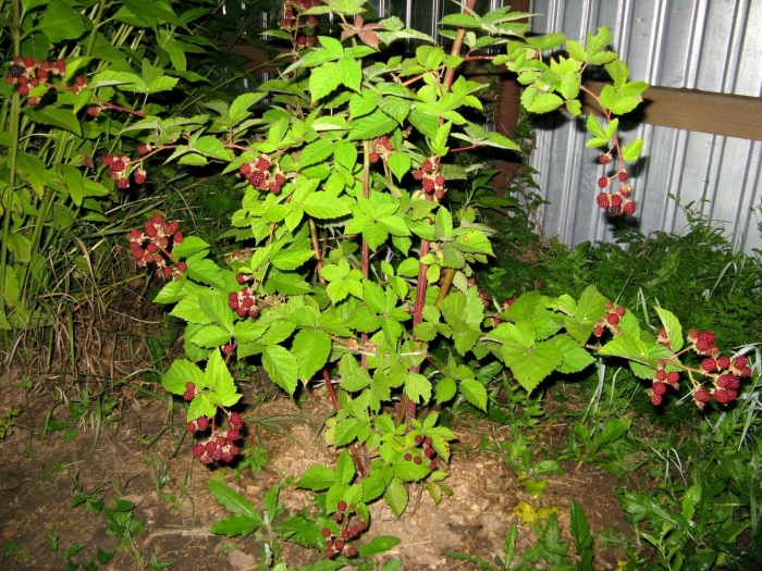 Ежемалина садовая