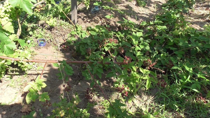 Малина торнфри