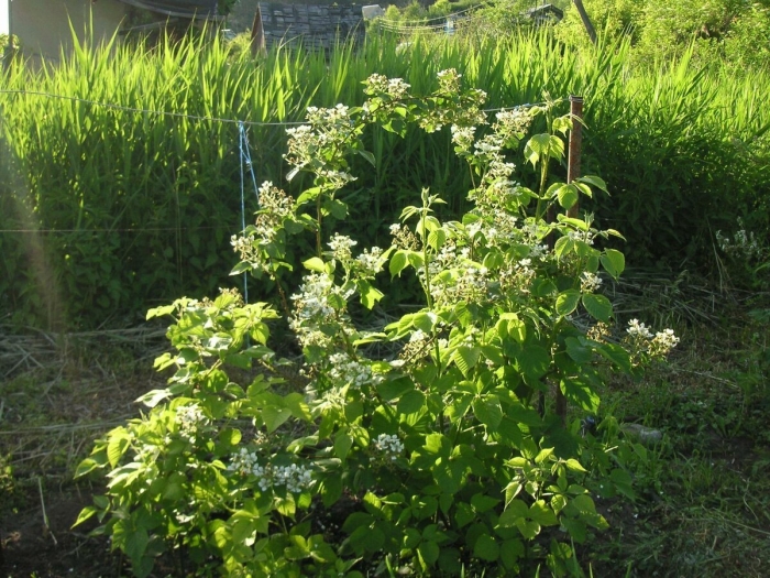 Гортензия anomala petiolaris