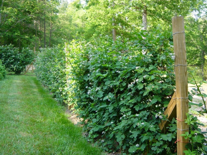 Малина живая изгородь