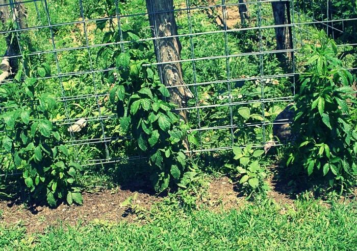 Ежемалина тайберри шпалеры