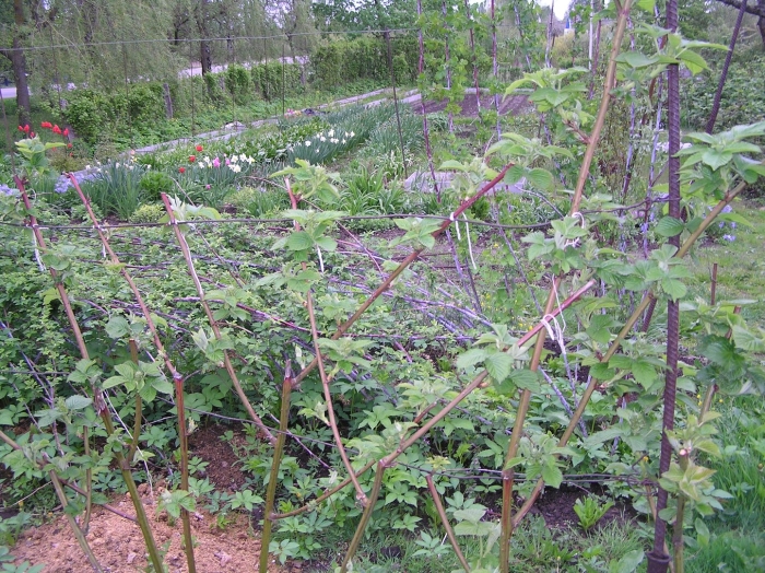 Шпалера для ежевики торнфри