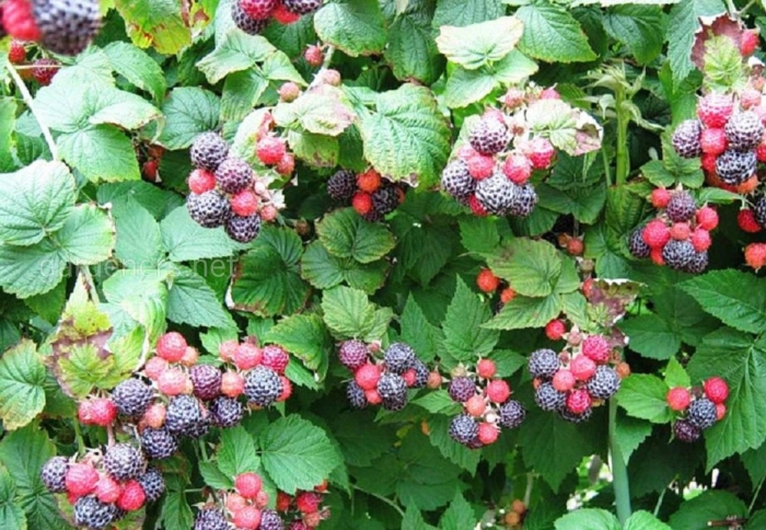 Ежемалина кумберленд