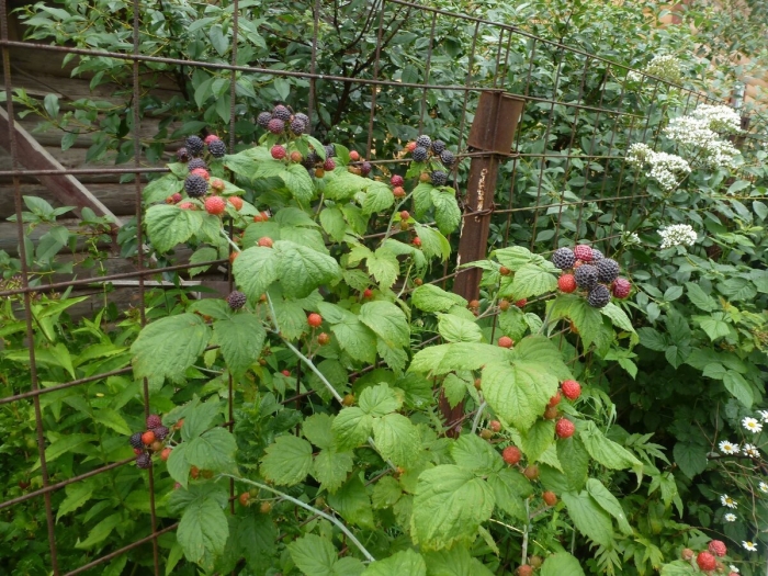 Ежемалина кумберленд