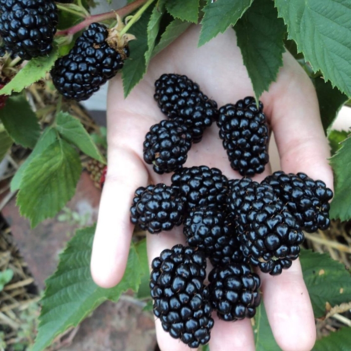 Натчез ежевика