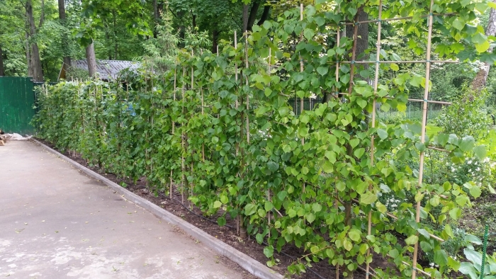 Липа европейская паллида шпалера