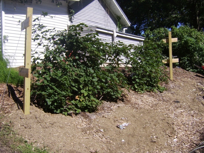 Подвязка малины кумберленд