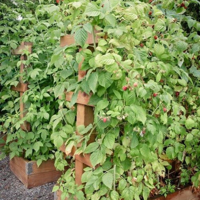 Малина кумберленд на шпалере