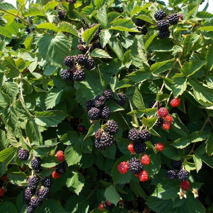 Ежевика трипл краун