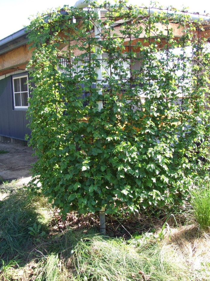 Актинидия живая изгородь