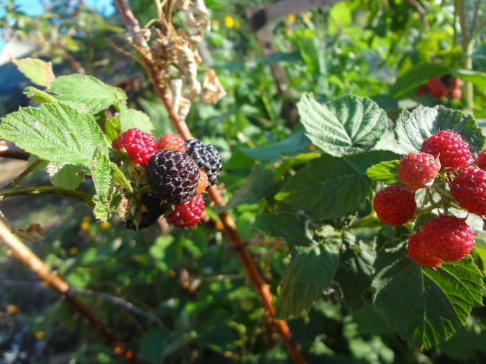Садовая ежевика