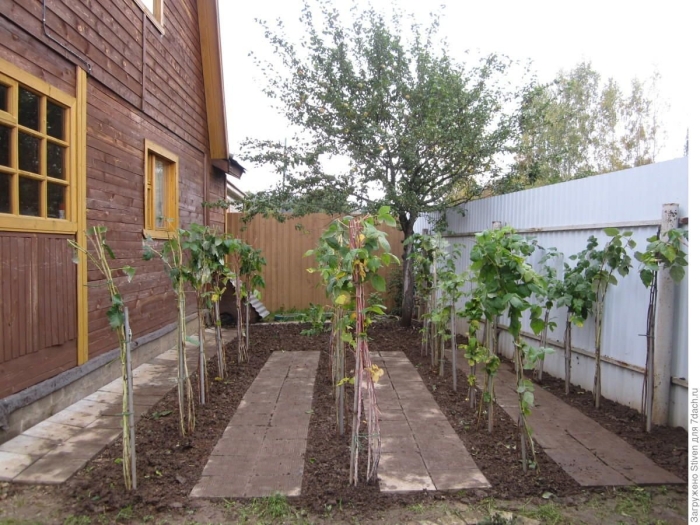 Малина на участке