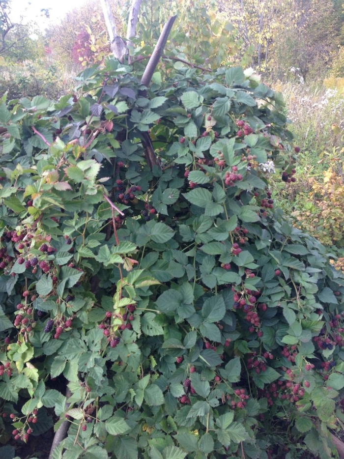 Ежевика бесшипная куст