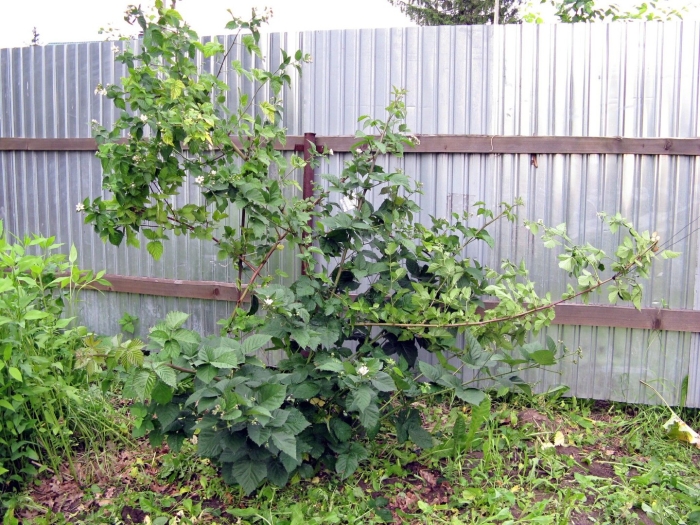 Ежевика садовая в саду