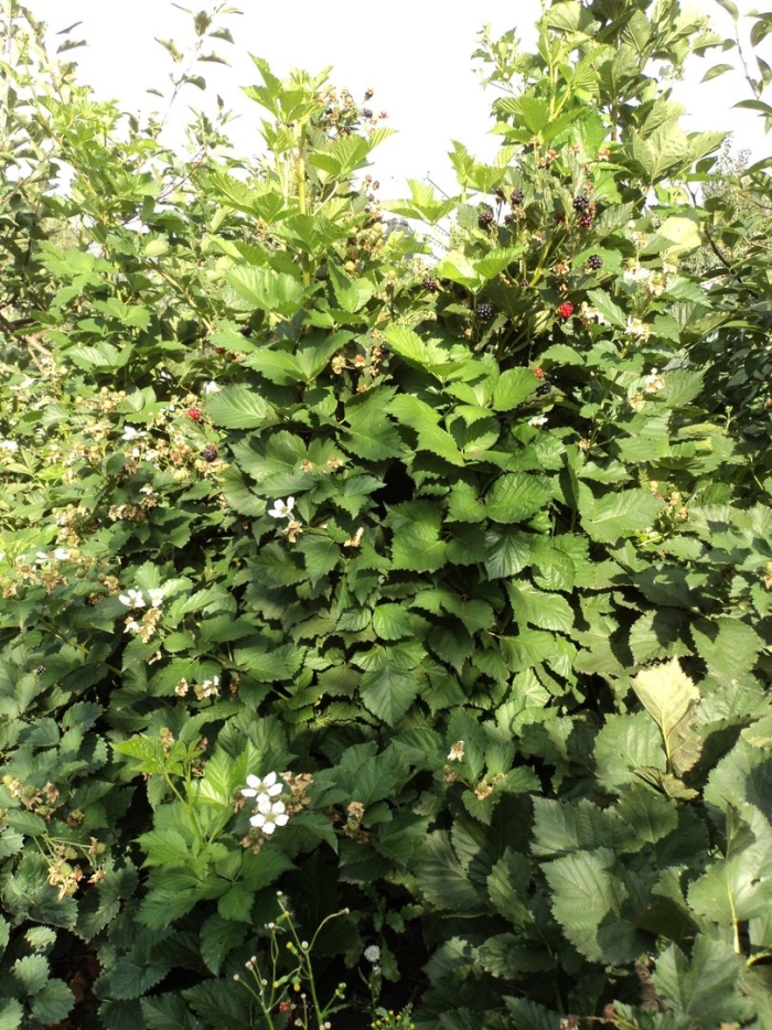 Ежевика рубен куст