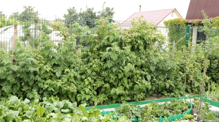 Малинник на дачном участке